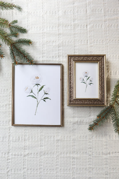 White Peony Print