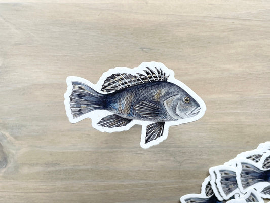 Black Sea Bass Sticker
